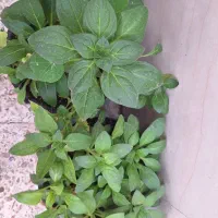 گلهای فصلی زیبا|گل و گیاه طبیعی|مسجد سلیمان, |دیوار