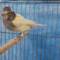 قناری نر بخون|پرنده|بندرعباس, |دیوار