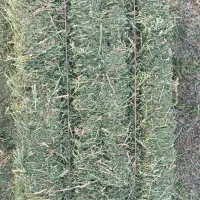 یونجه