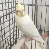 معاوضه عروس هلندی ماده با نر