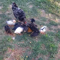 مرغ و جوجه گلین