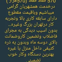 لوله بازکنی پاک پرچ|خدمات پیشه و مهارت|کوهدشت, |دیوار