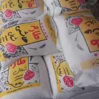 طارم هاشمی