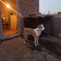 سگ سرابی توله هفت ماهه