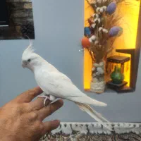 عروس هلندی آلبینو نر  دستی|پرنده|شیراز, پانصد دستگاه ارتش|دیوار