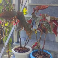 گل طبیعی زیبا