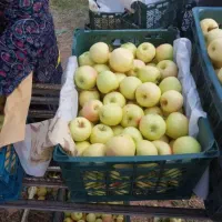 سیب درجه 2 رنگ دار و صاف|خدمات باغبانی و درختکاری|اشنویه, |دیوار