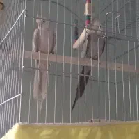 جفت عروس هلندی مولد با لوازم زیر قیمت