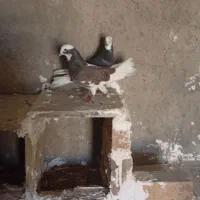 چهار عدد شازده هما