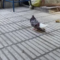 طوقی و دم سفید جفتی خوشگل و خوش استایل|پرنده|سبزوار, چهارراه فرودگاه|دیوار