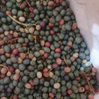 گنوشک تازه مال امروز