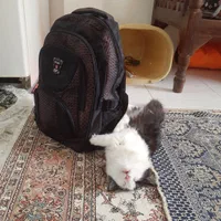 پانسیون خانگی فقط گربه|خدمات پیشه و مهارت|چهارباغ, |دیوار