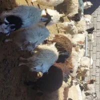 فروش گوسفند زنده بره کره چپش قوچ نری بز میش