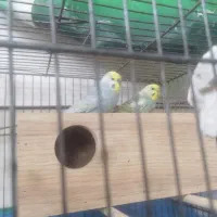 مرد عشق پرنده|پرنده|قم, علی آباد سعدگان|دیوار