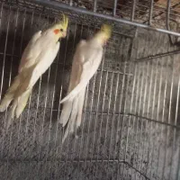 ۵جفت عروس هلندی یک جفت البینو و ۴جفت لوتینو|پرنده|بشاریات, |دیوار