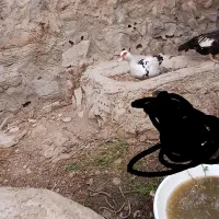 فروش اردک روسی