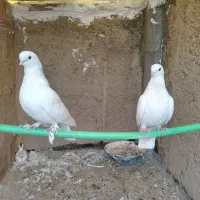 مرغ عشق. فنچ. کبوتر
