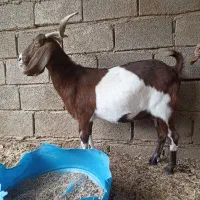 بز نجدی دوقلوزا|حیوانات مزرعه|شادگان, |دیوار