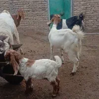 بز ماده بز نر وبزغاله نسل درجه یک پاکستان