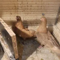 کبوتر چشم تلسکوپی|پرنده|تهران, مشیریه|دیوار