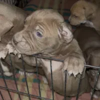 پیتبول نر و ماده|سگ|تهران, جنت‌آباد مرکزی|دیوار