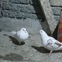 ۸تاکفتر پرشی خوش خال سودار۱ملیون