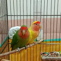یک جفت طوطی برزیلی|پرنده|مشکین‌دشت, |دیوار