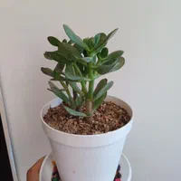 تعدادی گل باگلدون زامفولیا بلک گندمی و..|گل و گیاه طبیعی|بیرجند, |دیوار