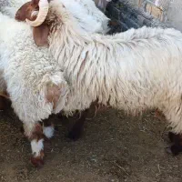 بره نر چاق|حیوانات مزرعه|ارسنجان, |دیوار