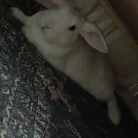 خرگوش