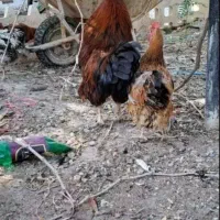 فروش فوری مرغ و خروس سرحال تخم گذار و کار بلد