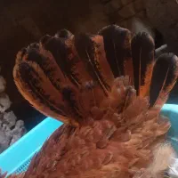 مرغ کرچ جوان