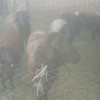 گوسفند زنده نر