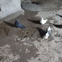 کبوتر|پرنده|دورود, |دیوار