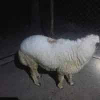 یک عدد بره نر اصل چاق و سرحال|حیوانات مزرعه|میناب, |دیوار