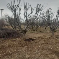 خرید انواع چوب درختان میوه وبیشه|خدمات باغبانی و درختکاری|بروجرد, |دیوار