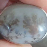 شجر فوق کلیکسیونی