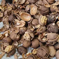 گردوتازه|عمده‌فروشی|آذرشهر, |دیوار