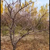 خدمات کشاورزی. برش درختان . هرس درختان . پیوند|خدمات باغبانی و درختکاری|بروجرد, |دیوار