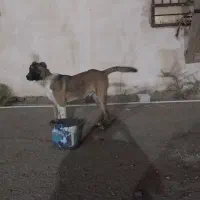سگ نر افغان