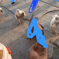 ۴عد کفتر پرشی