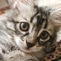 واگذاری فلاپی (Tabby gray)