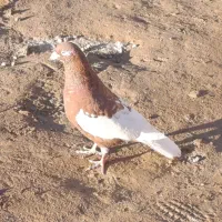 نر شتری سرخ|حیوانات|زاهدان, |دیوار