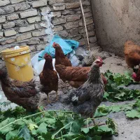 6عددمرغ تخم گذار1 خروس 1اردک 1 خروس جوجه رنگی