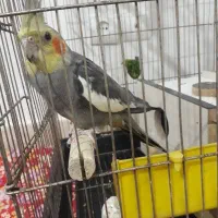 عروس هلندی سخن گو|پرنده|مرند, |دیوار