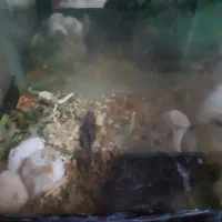 همستر خرگوش لپ فنچ|موش و خرگوش|شاهرود, |دیوار