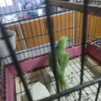 طوطی ملنگو مولد|پرنده|بروجن, |دیوار