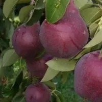 نهال های زود بازده گلابی گلدانی امکان کاشت چهارفصل|خدمات باغبانی و درختکاری|شیراز, بازار|دیوار