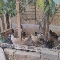 گلین (مرغ و خروس لری عشایری)