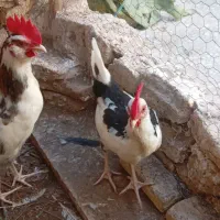 خروس گلین جوان|حیوانات مزرعه|قم, قم نو|دیوار